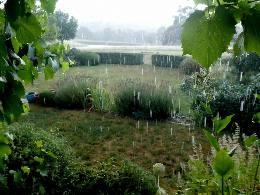 Torrential rain brings welcome relief from heat and drought to Fiona’s garden.