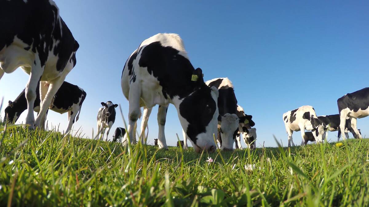 Terragen Holdings announced initial results from a study of its supplement, Mylo, which point to a 10pc increase in milk flow. Picture by Shutterstock