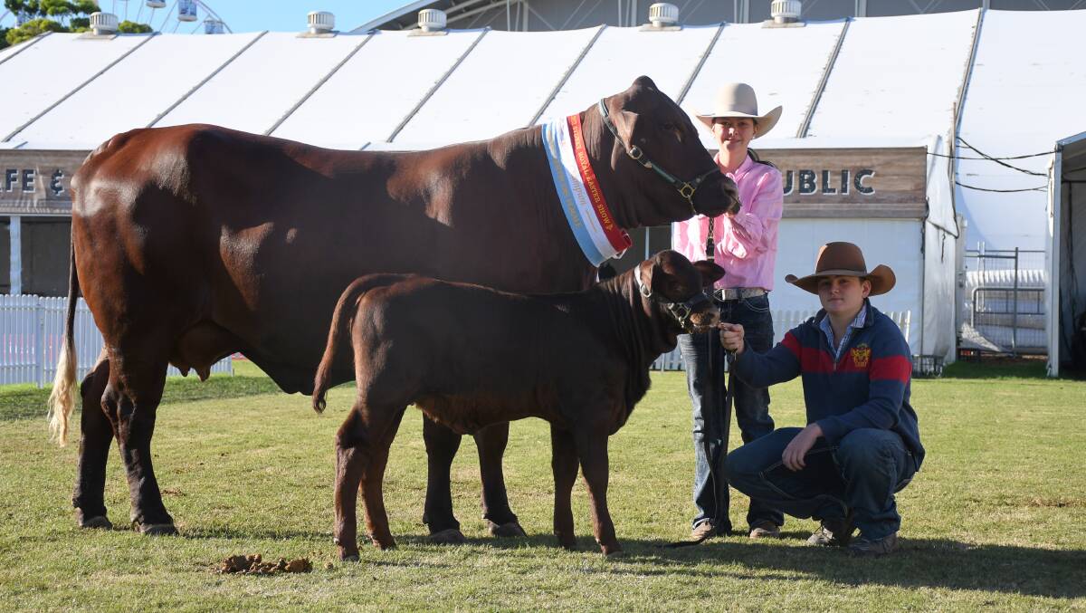 Welbatch Ultra 839, shown by of the Humphreys family, Welbatch Pastoral, Mummulgum, who was named grand champion female. Picture by Clare Adcock