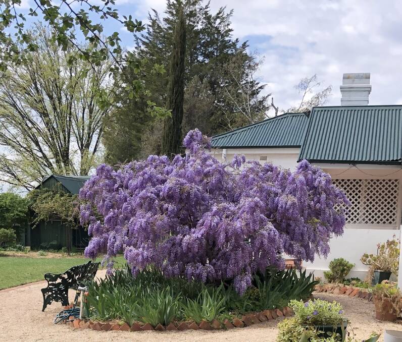 Vigorous Chinese wisteria is kept in check by hard pruning after flowering.