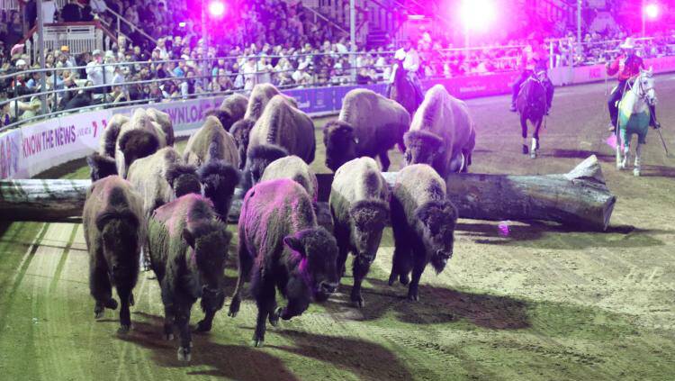 Night of the Horse will feature a never before seen in Tamworth bison stampede. Picture by Horseman's Way