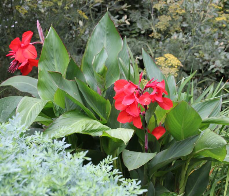 TOLERANT: Tropical cannas tolerate frost provided you mulch crowns thickly their stems and leaves do the job perfectly.