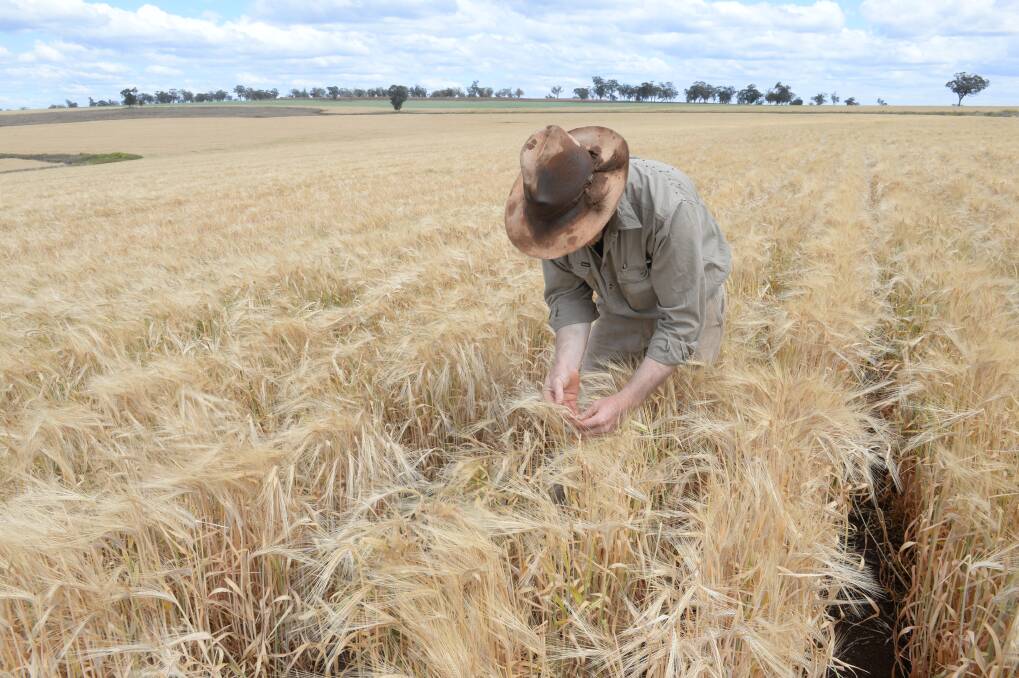 From all reports, barley has again excelled in a difficult season with both quality and yield surprising all parties.