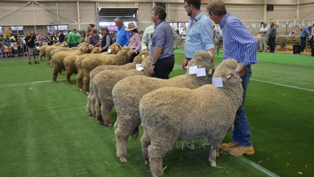 The seven pairs on the mat in the August shorn pairs judging.