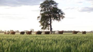 AACo cattle. The company's managing director David Harris says the beef industry has reached a fork in the road on sustainability. Picture supplied by AACo.
