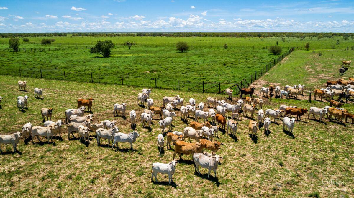 Australia's cattle herd is continuing to grow, MLA's latest projections say. Picture Colliers.