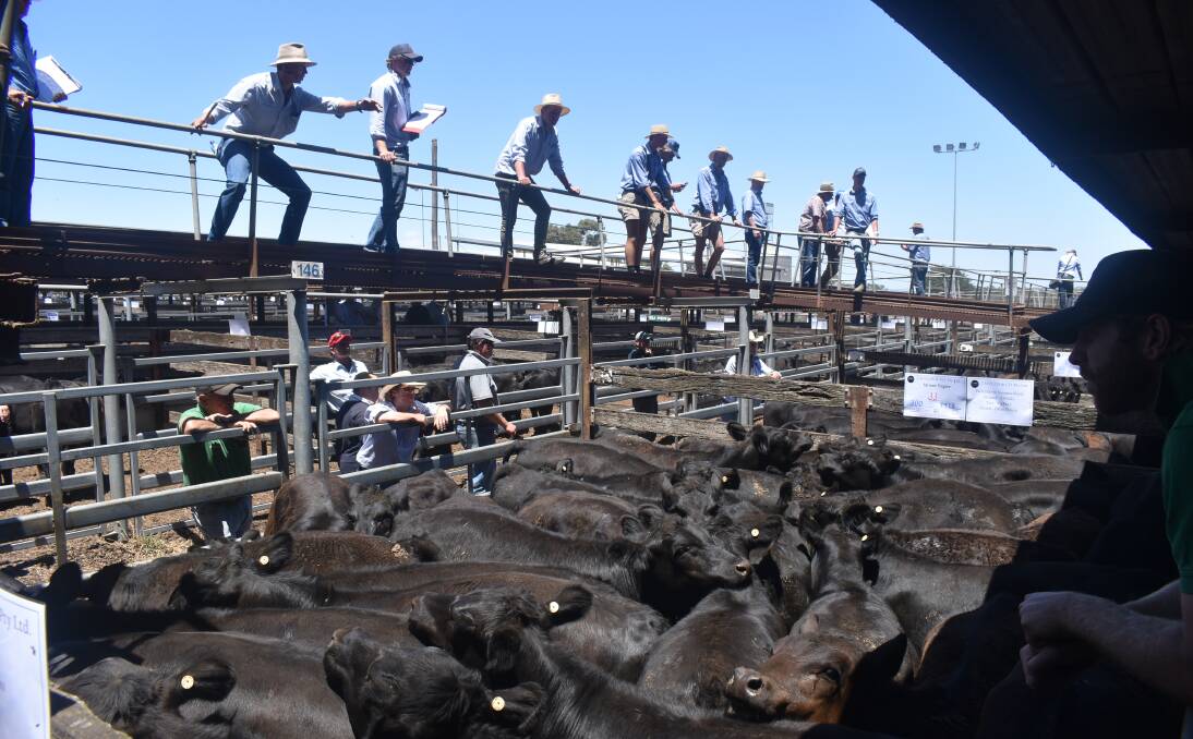 Big numbers of cattle continue to come down the pipeline, particularly in the south where the season is harsh in many regions. Picture Bryce Eishold. 