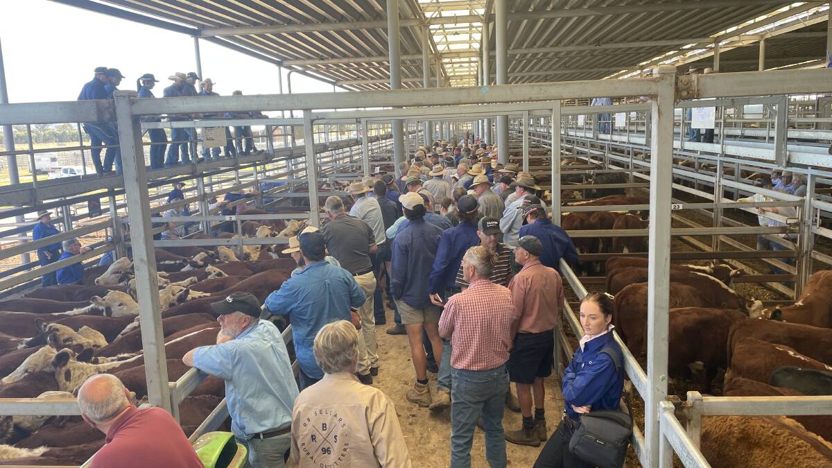 The cattle market is operating the way it should, writes MLA's Jason Strong.