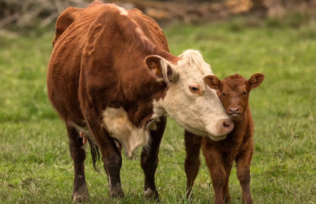 Calving know-how will be critical this year in the south where the season is very dry, vets say. Picture via Shutterstock.