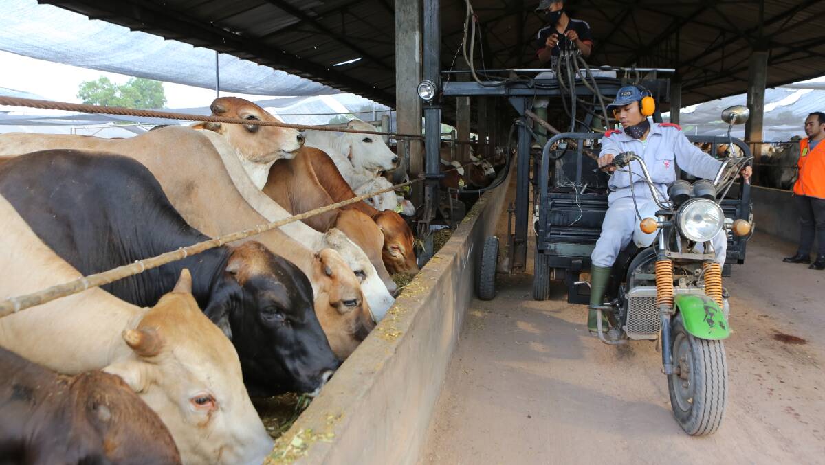 Australian cattle in an Indonesia feedlot. Picture MLA.