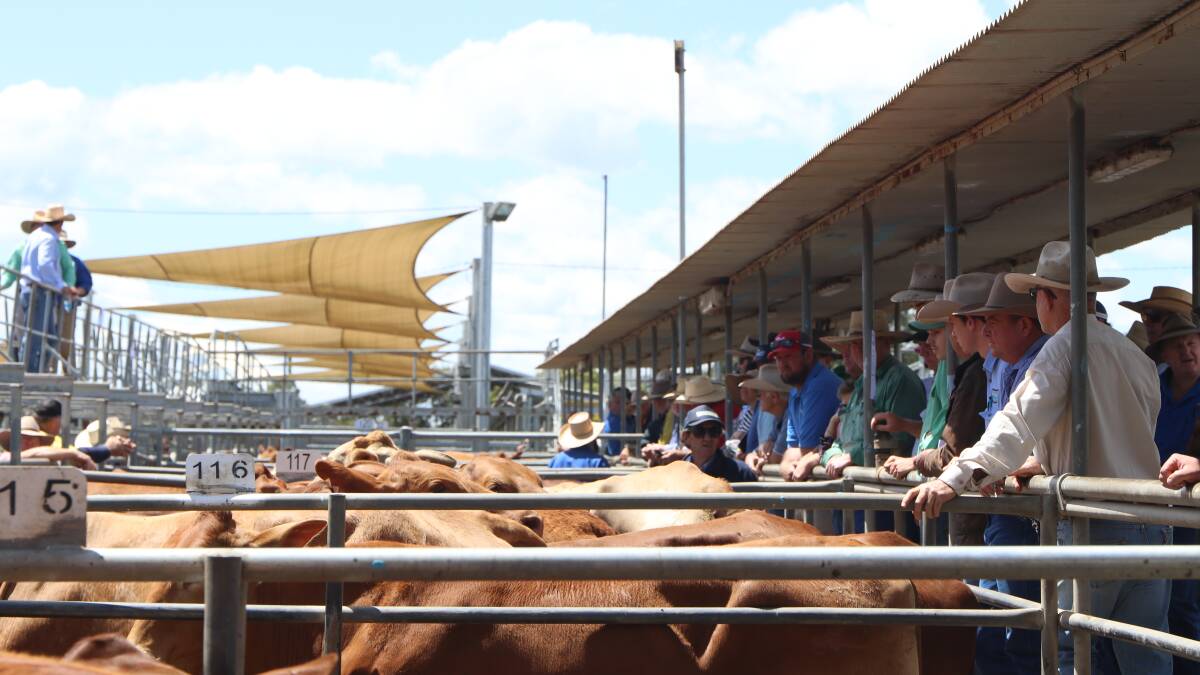 Cattle market perfect negative price storm looms