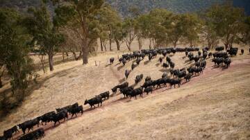 Angus cattle at Glenfalloch Station in Victoria. Picture Dockers Plains Pastoral.