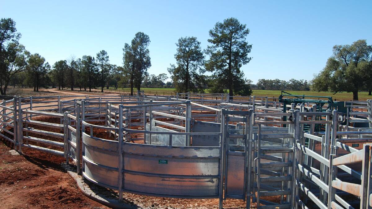 Beef consultants and advisers say inquiries about stockyard design have never been so high.