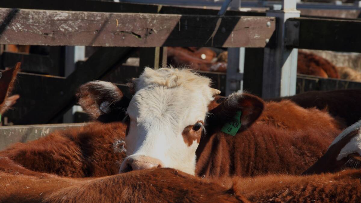 Science joins forces on red meat benefits