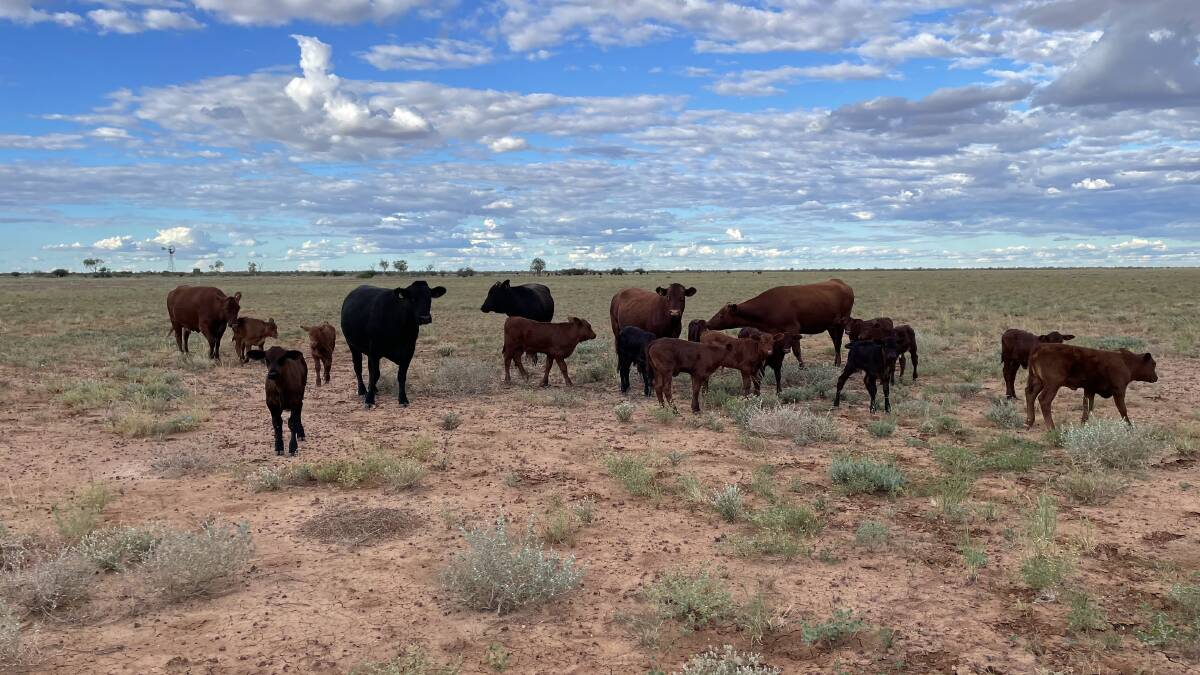Scientific attention in the methane-reducing space is now heavily focused on grazing systems.