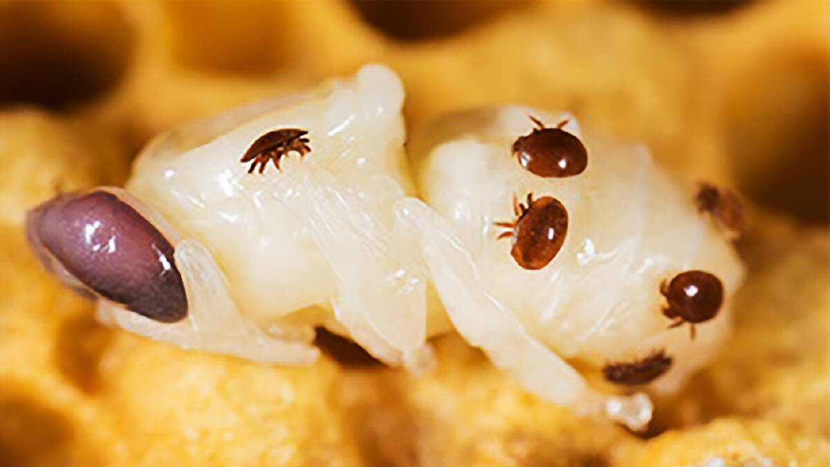 The mites attach themselves to the body fat of bees. Picture: Federal government.