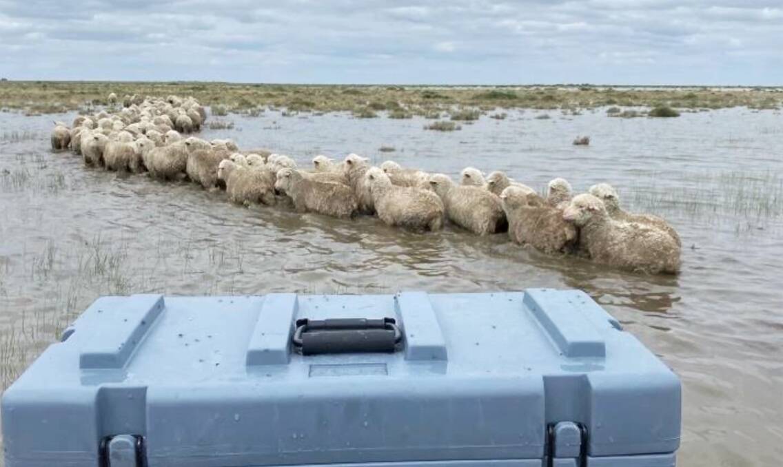 Sheep being taken through floodwaters to higher ground near Hay in 2022 during a run of La Nina years. Picture from Suzie Clark.