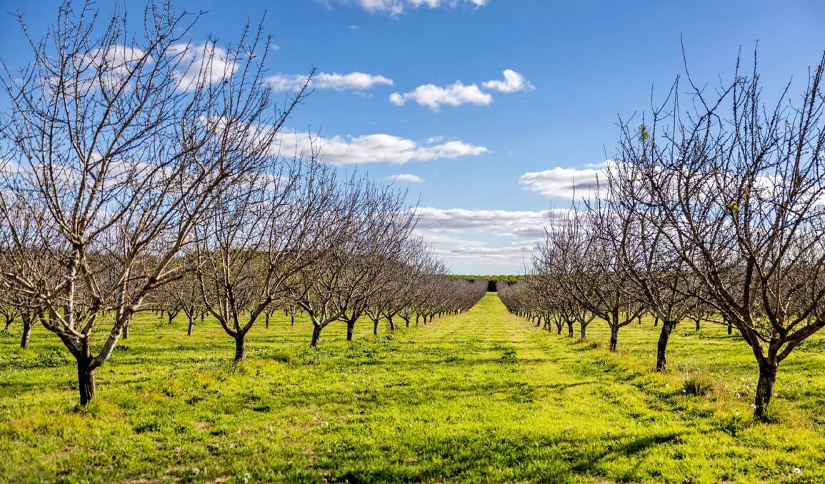 The Colignan orchards. Pictures from Colliers.