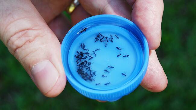 Browsing ants are tiny but grow quickly in super-colonies.