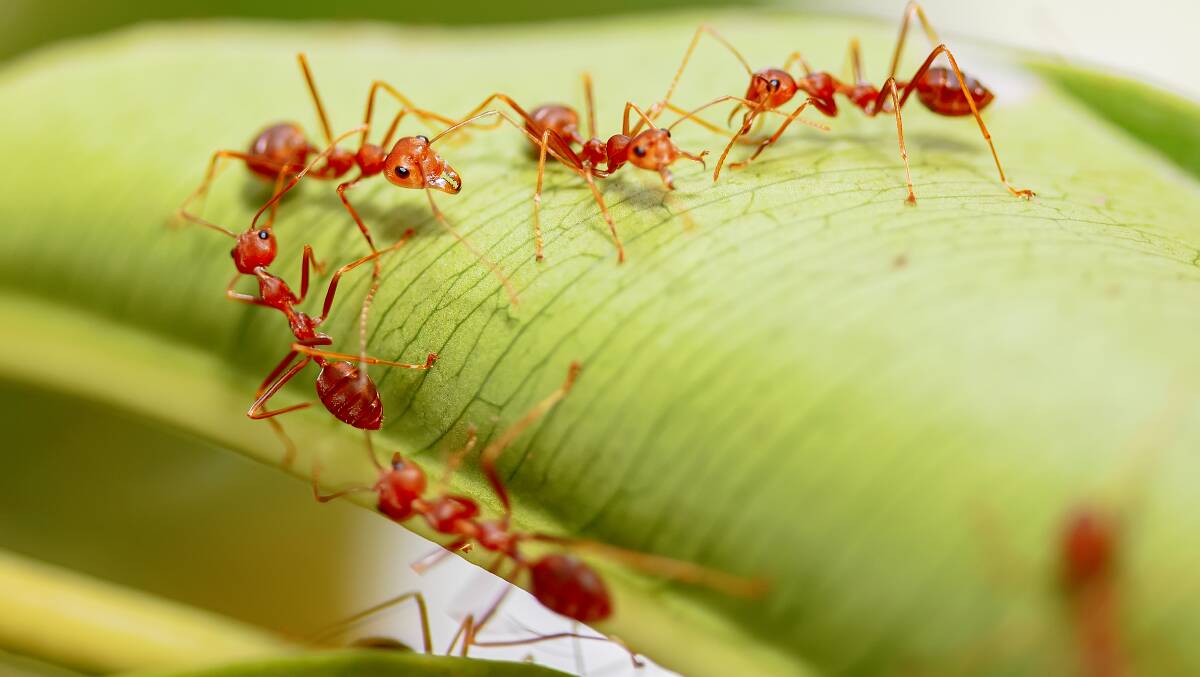 The fire ant invasion has proven difficult to eradicate. Picture: Shutterstock.