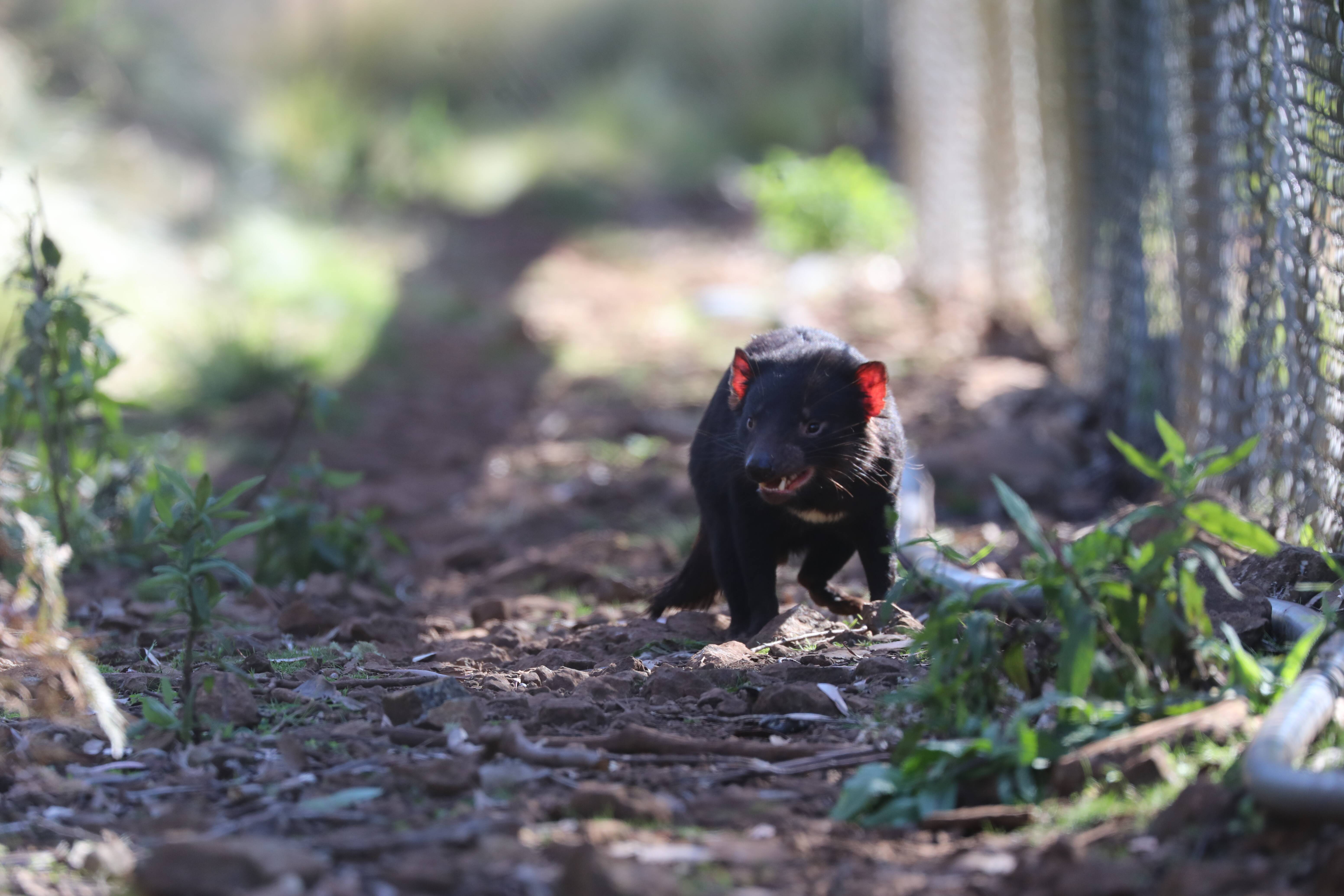 Baby zoo animals in pictures: Tasmanian devil joeys bring hope for their  species' survival