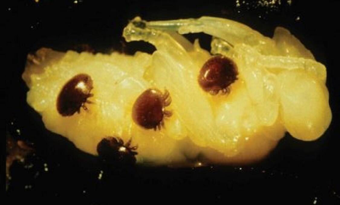 New Varroa mite detections has the NSW DPI surveillance focus on northern Sydney. Picture supplied
