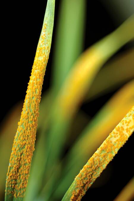 Fungal diseases cost the grains industry billions a year. Photo courtesy of CSIRO.