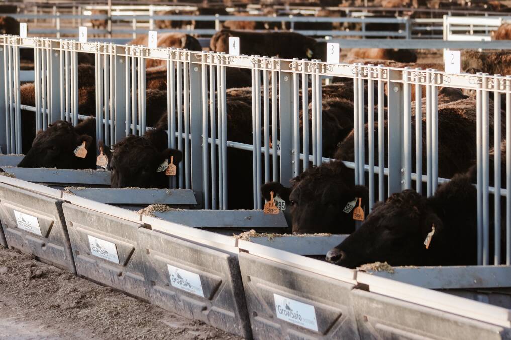 Growsafe pens at Lillyvale. By integrating GrowSafe utilising Net Feed Efficiency, the Morgans will gain insights into individual animal performance.
