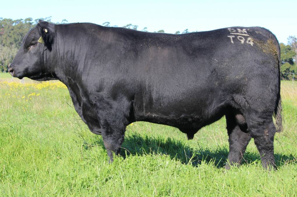Boambee Top Gun T94, sired by Texas Iceman R725, out of Boambee Ela R43, will be offered at sale. Picture supplied 