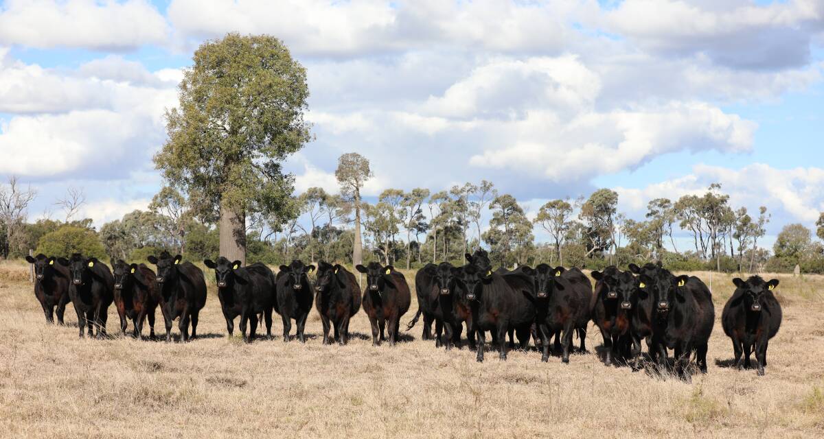 The ease of marketability for a quality Angus article was the primary motivation for the Gaffney family's establishment of the Graneta Angus stud herd in 2019. Picture supplied
