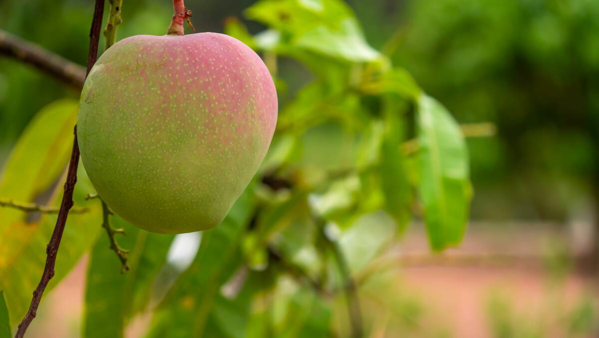 A fruit grower has paid more $24,000 in fines. Picture: Shutterstock