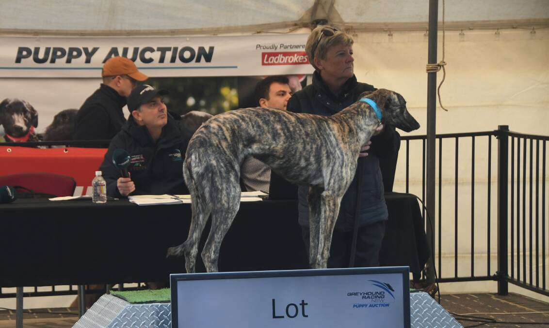 The brindle dog by Droopy's Sydney (a dominant stud-dog in England and Ireland), from Caitlyn Keeping (26 wins), which fetched $18,000 at the puppy auction. Photo Virginia Harvey.