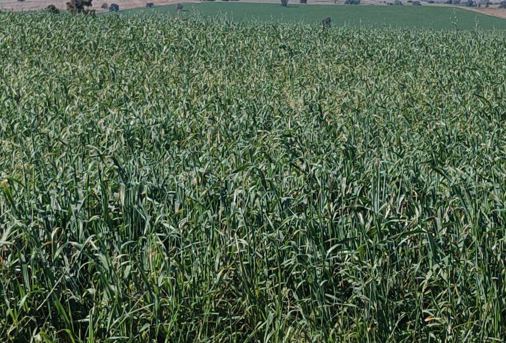 A mid-winter view of an early-sown, spring habit dual purpose crop. Commonly goes to head far too early with poor later recovery and lower quality compared to winter habit types.
