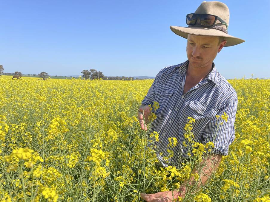Canowindra mixed farmer Les Robson checks an otherwise promising canola crop for frost damage on Monday. Picture by Andrew Norris