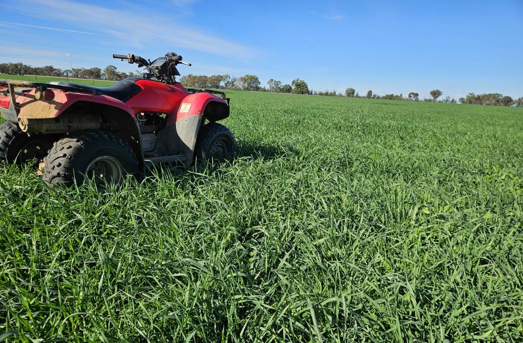 A Kokoda variety of triticale recently top-dressed with 100 kg/ha urea (46 kg/ha nitrogen) after sowing with Croplift 15 at 100 kg/ha (15 kg/ha nitrogen plus 12 kg phosphorus and 12 kg sulphur). High yielding crops are especially demanding of high soil nitrogen levels.
