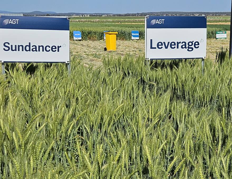 Sundancer and Leverage, two of the 10 or more spring habit bread wheats released for sowing this year. A host of new varieties with increased yield potential, plus improvements in aspects like disease resistance, were released for 2024 sowing.
