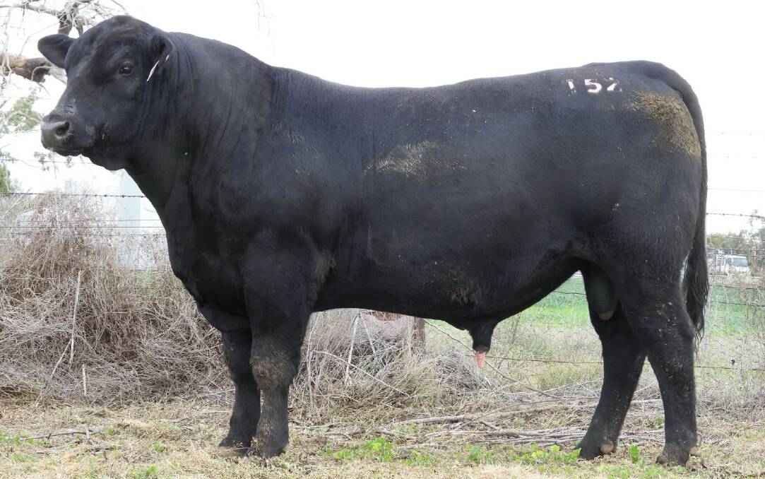 The Kidman Angus bull, Kidman Trevino, to be auctioned for charity at this weekend's Louth Field Days. Picture supplied.