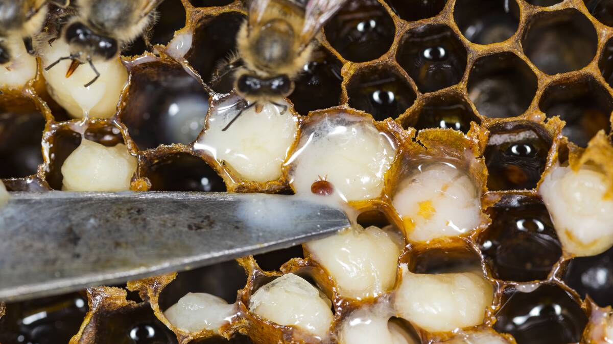 New Varroa mite detection confirmed in Gumble, Central West