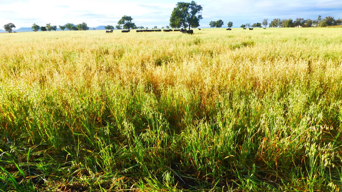 A NSW DPI dual purpose winter cereal trial assessing various species and varieties for grazing and grain recovery. Winter habit types provide more reliable quality winter feed plus higher grain recovery.

