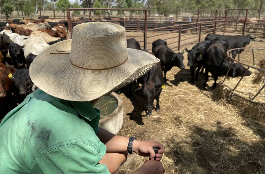 New Local Land Services drought adoption officer positions have been funded through the $1.5 million Drought Hub collaboration and are being rolled out across NSW. File picture.