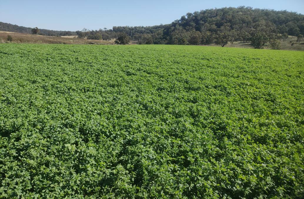 Pasture legumes, in this case lucerne, are capable of building soil nitrogen for future grain crops. Effective nodulation with the most efficient rhizobia for that legume is essential.
