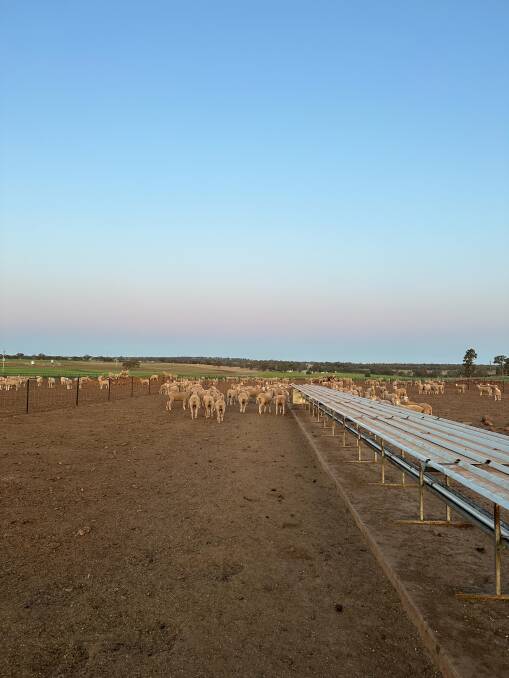 Sheep in Hilton Barrett's sheep and lamb feeding set-up near Dubbo. Picture by Elka Devney
