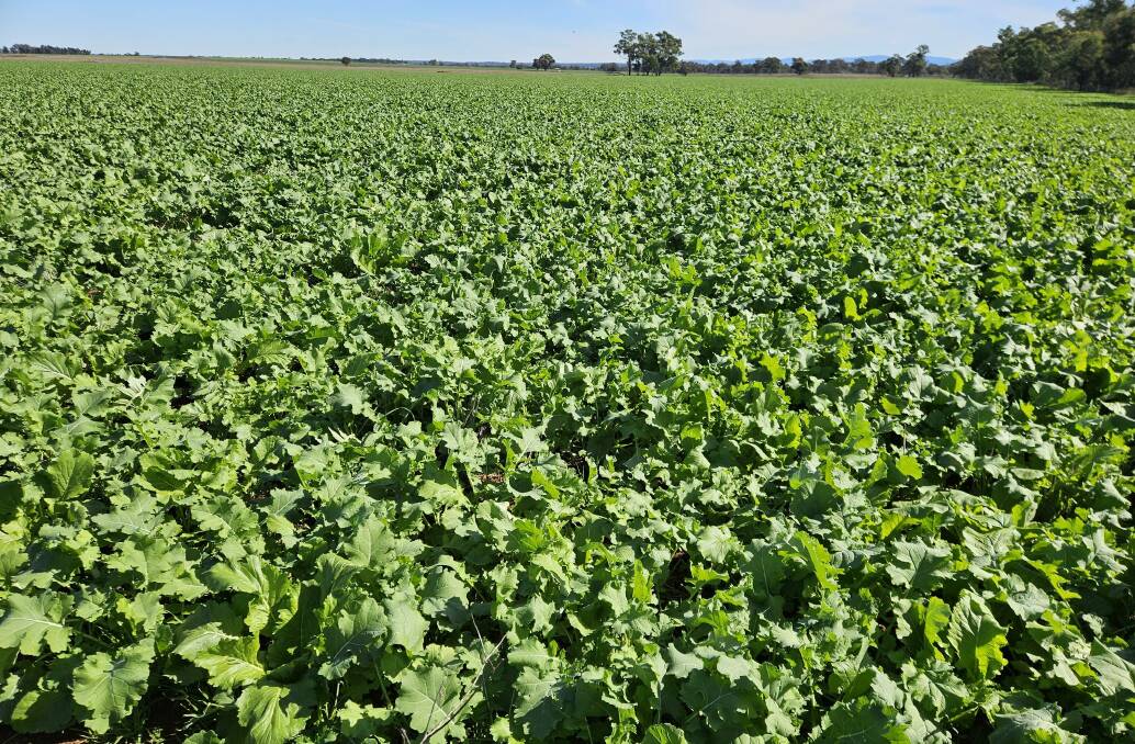 Non-crop only rotations are commonly gradually lowering soi nitrogen levels. Soil testing and nitrogen budgeting are important guides for assessing most profitable nitrogen fertiliser requirements.
