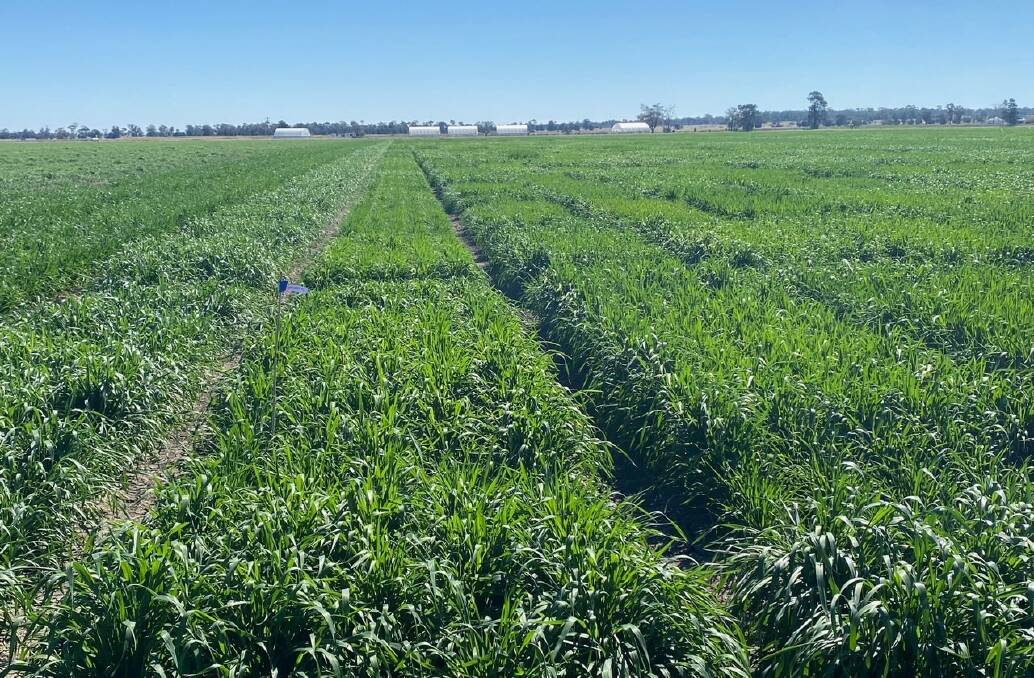 One of the many detailed cereal variety trials conducted each year across the Australian grain belt to assess new improved varieties for possible release.