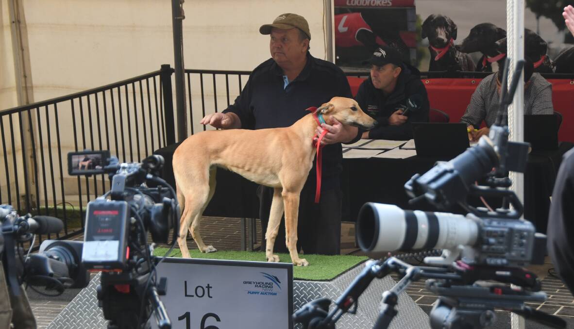 The red-fawn dog by Feral Franky (won 24 races and $482,000), from Springview Sugar, by Aston Dee Bee, which sold for $13,000 at Greyhound Racing NSW Puppy Auction at Richmond late last month. Photo Virginia Harvey.