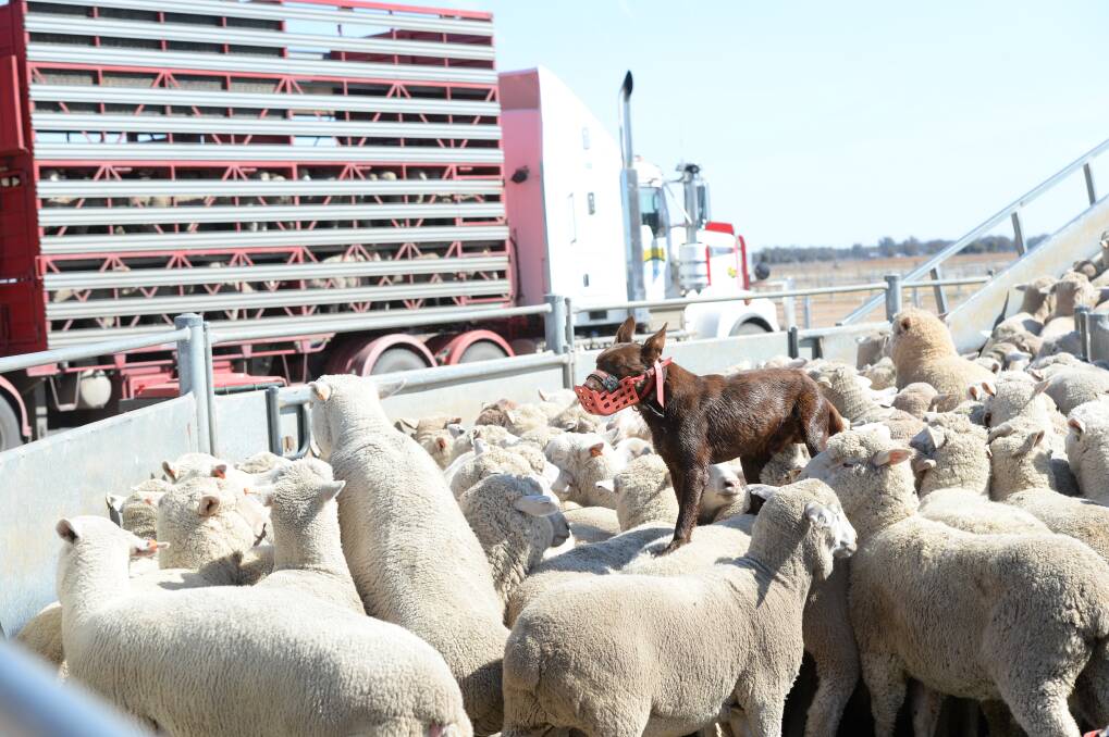 Lamb prices lift leading into Australia Day