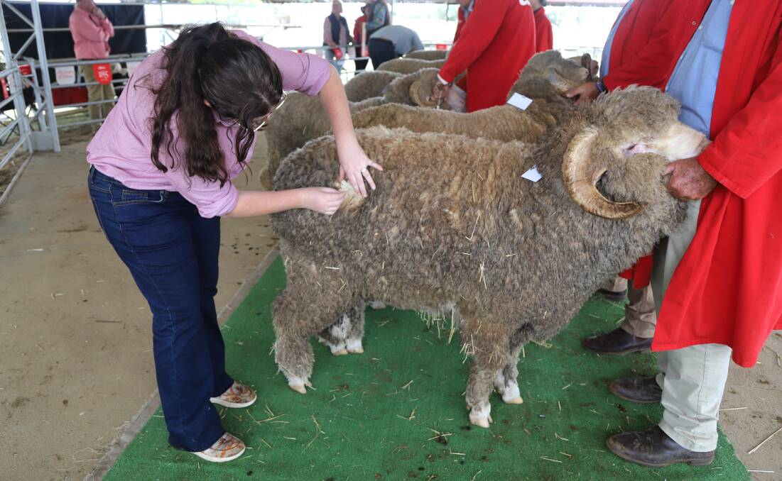 Associate judge Grace Hillier at work at the State Sheep Show at Blackall. Picture: Sally Gall