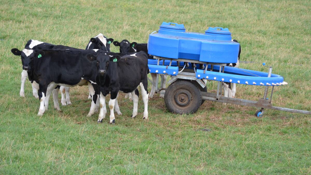 Feeding calves well in early life is the key to having more productive cows. File picture by Carlene Dowie