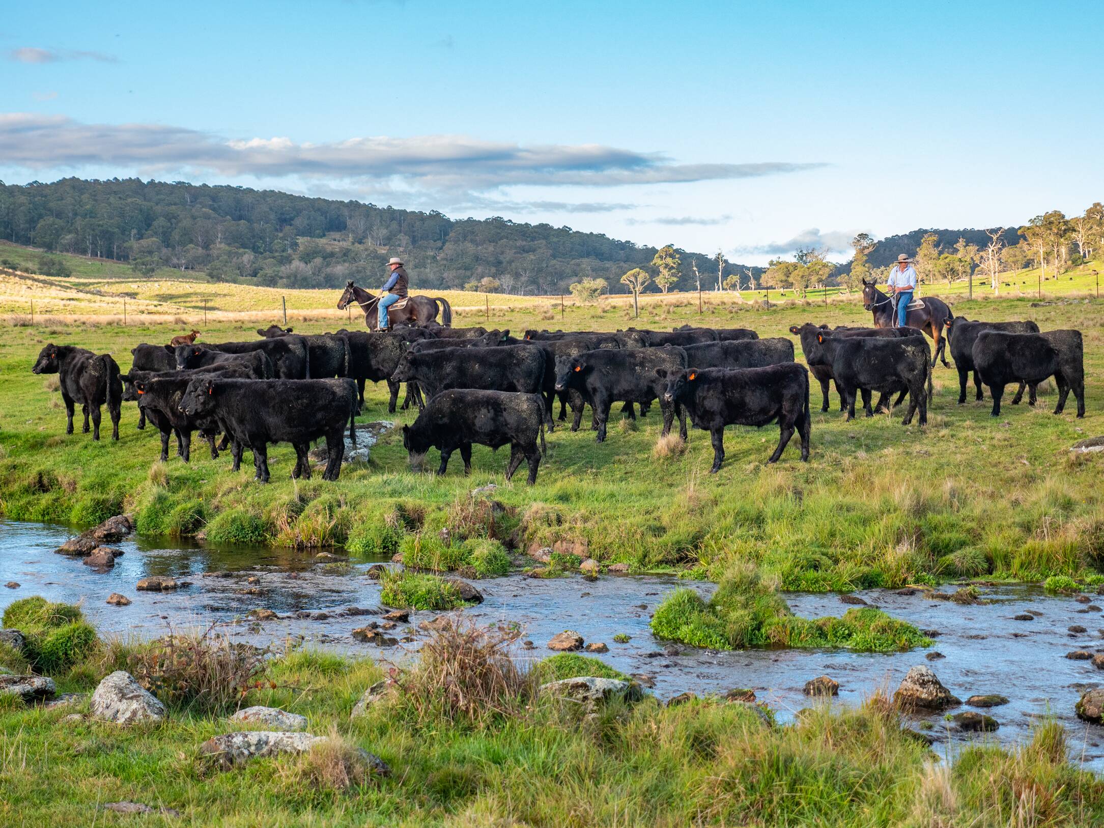Spring Angus: Family business behind new verified black Angus brand Three  Creek Beef | The Land | NSW
