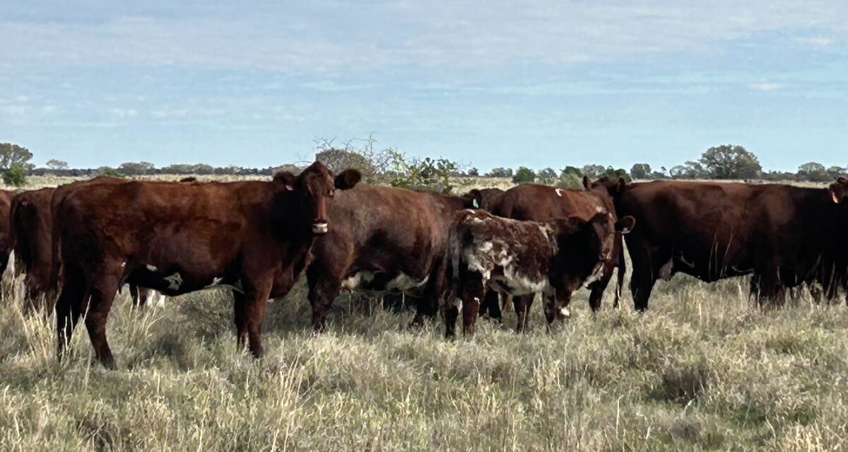 Shorthorn breeders are a good fit at Goolgumbla Station as they thrive on natural pastures and can manage tough seasons without compromising milking ability. Pitcure supplied